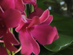 FlowerZen